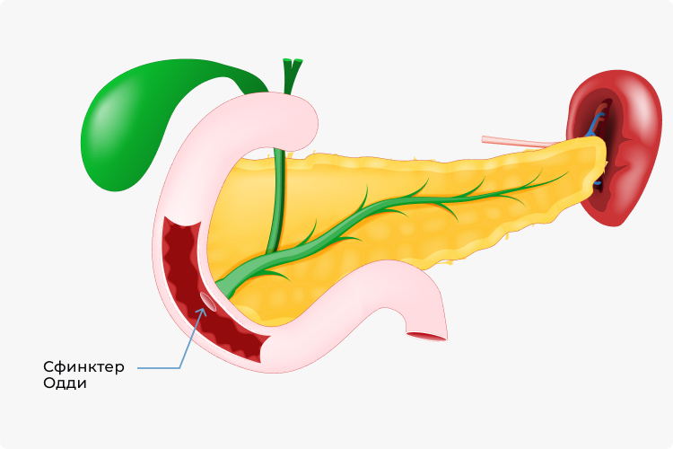 Сфинктер Одди на иллюстрации строения поджелудочной железы